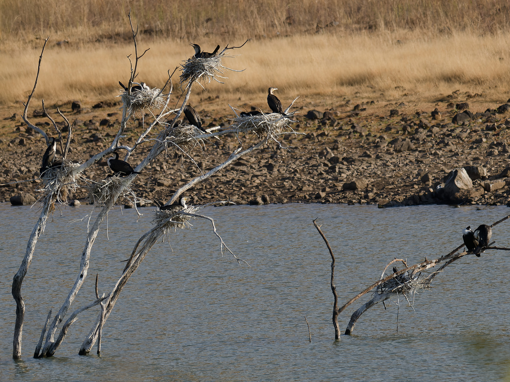 Witborstaalscholver (Phalacrocorax lucidus)